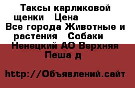 Таксы карликовой щенки › Цена ­ 20 000 - Все города Животные и растения » Собаки   . Ненецкий АО,Верхняя Пеша д.